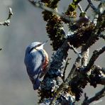 Sittelle parade au soleil