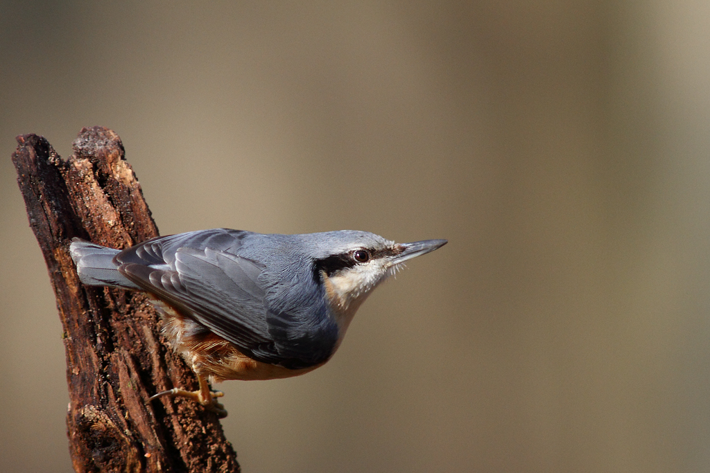 Sittelle torchepot ( Sitta europaea )