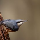 Sittelle torchepot ( Sitta europaea )