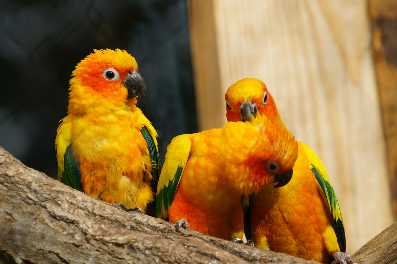 Sittich Foto & Bild natur, tiere, haustiere Bilder auf