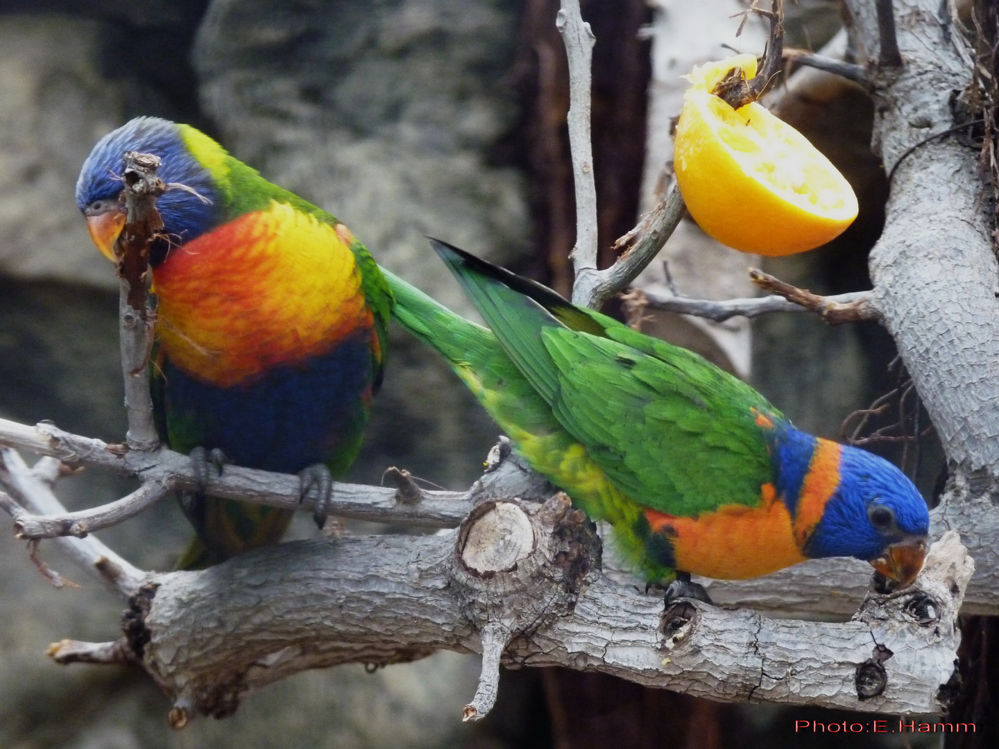 Sittich aus dem Loro Parque