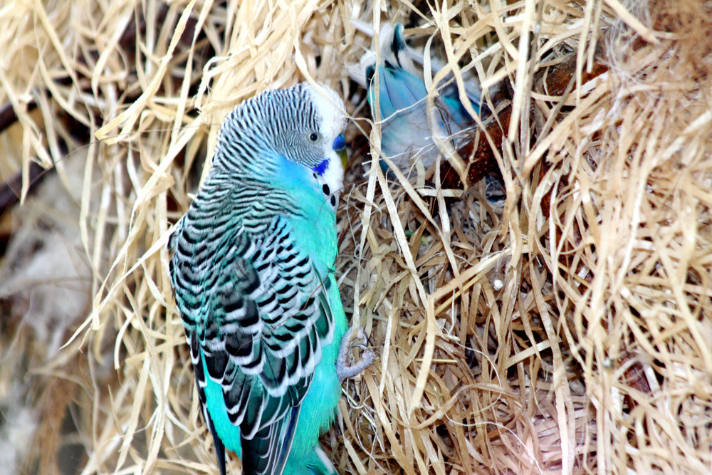 Sittich im Tiergehege Mundenhof zu Freiburg (Foto durch Glasscheibe)