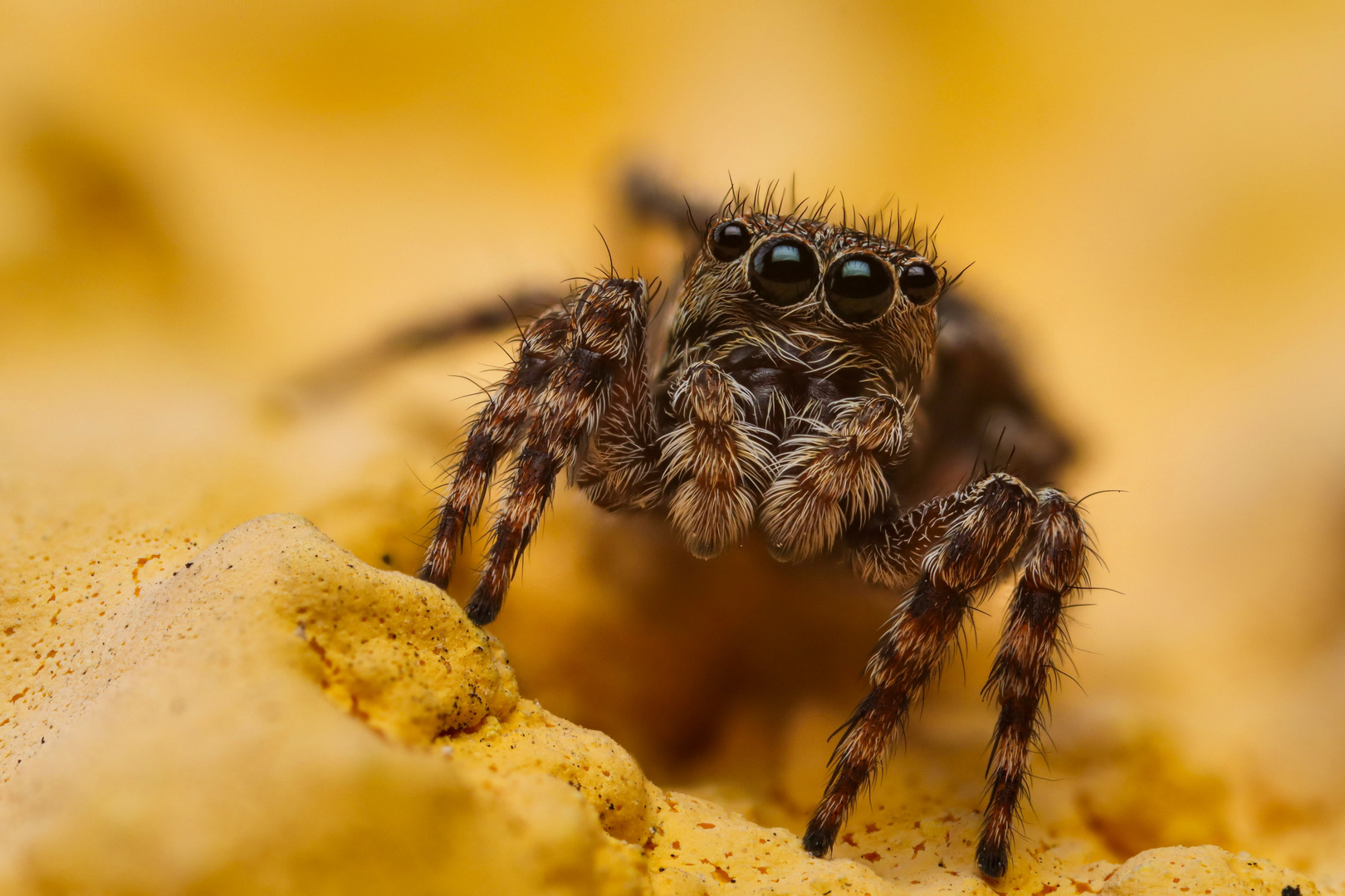 Sitticus pubescens