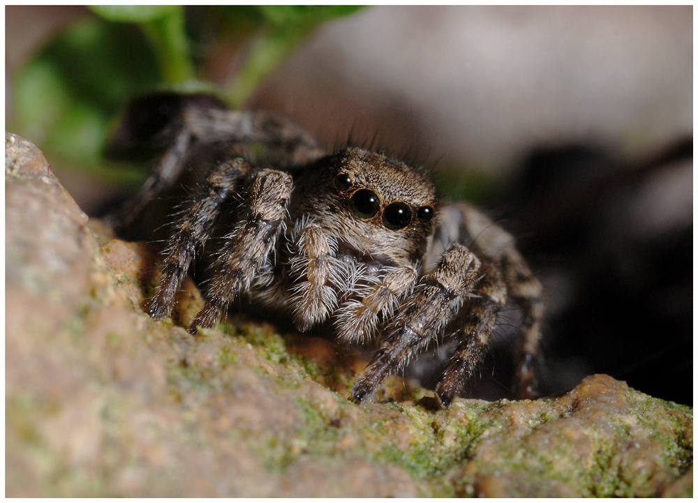 Sitticus pubescens