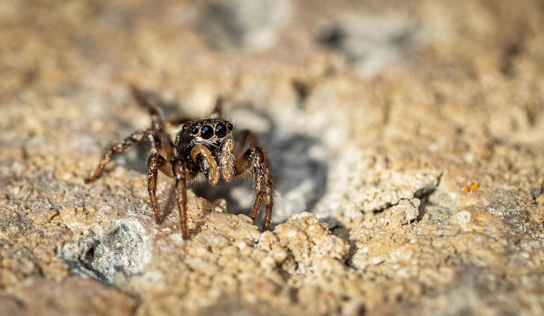 Sitticus pubescens - Vierpunktspringspinne