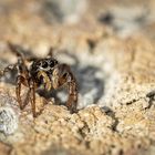 Sitticus pubescens - Vierpunktspringspinne