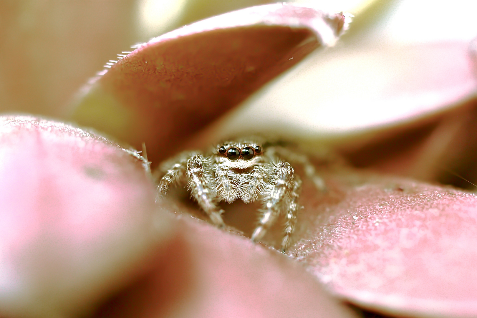 Sitticus pubescens / Vierpunktspringspinne