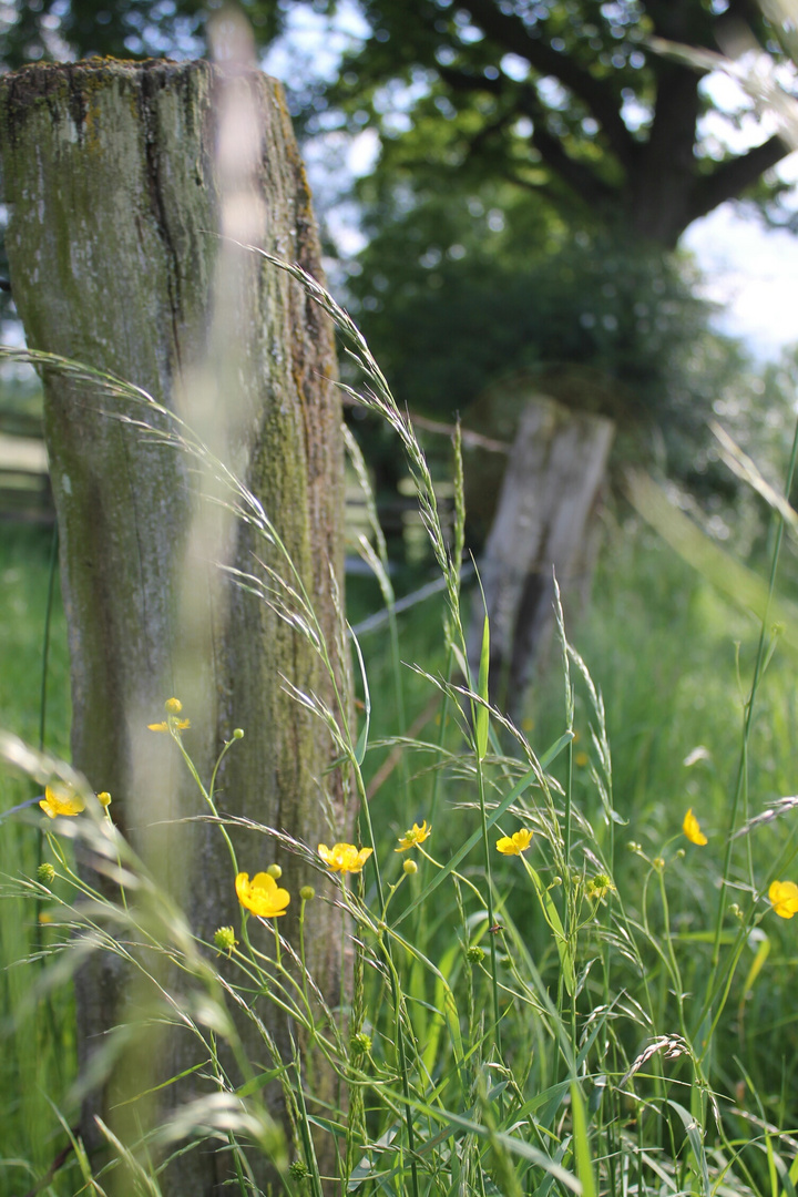 Sittin' on a fence.