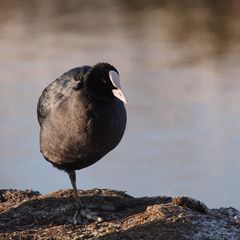 Sittin' on the dock of the Bay