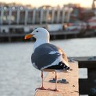 Sittin' On The Dock Of The Bay