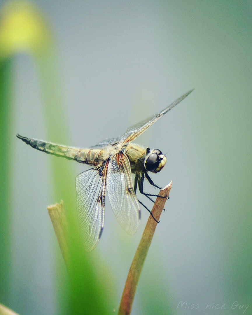 Sitting Dragonfly 