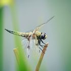 Sitting Dragonfly 