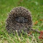 Sitting Igel