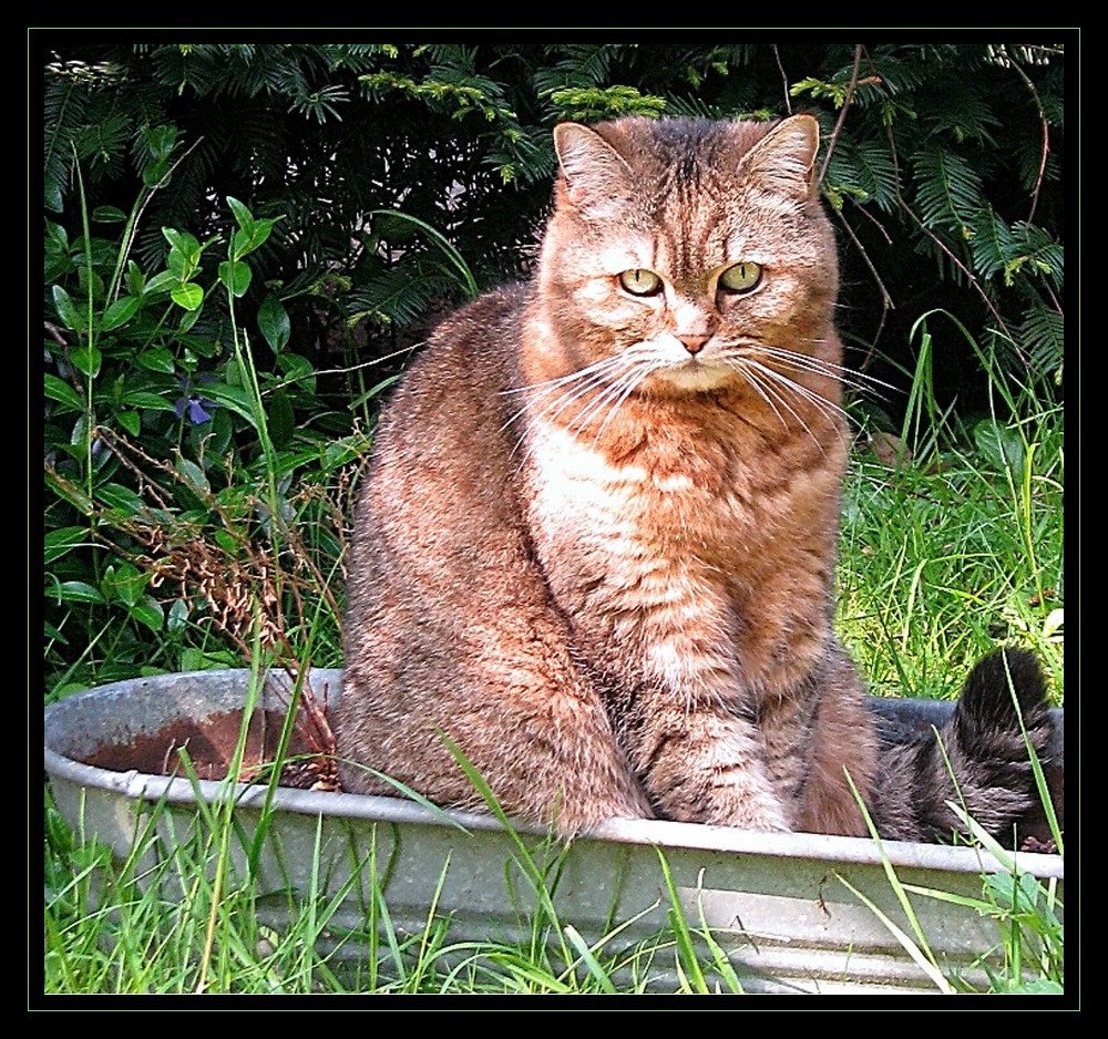 sitting in the flower tub