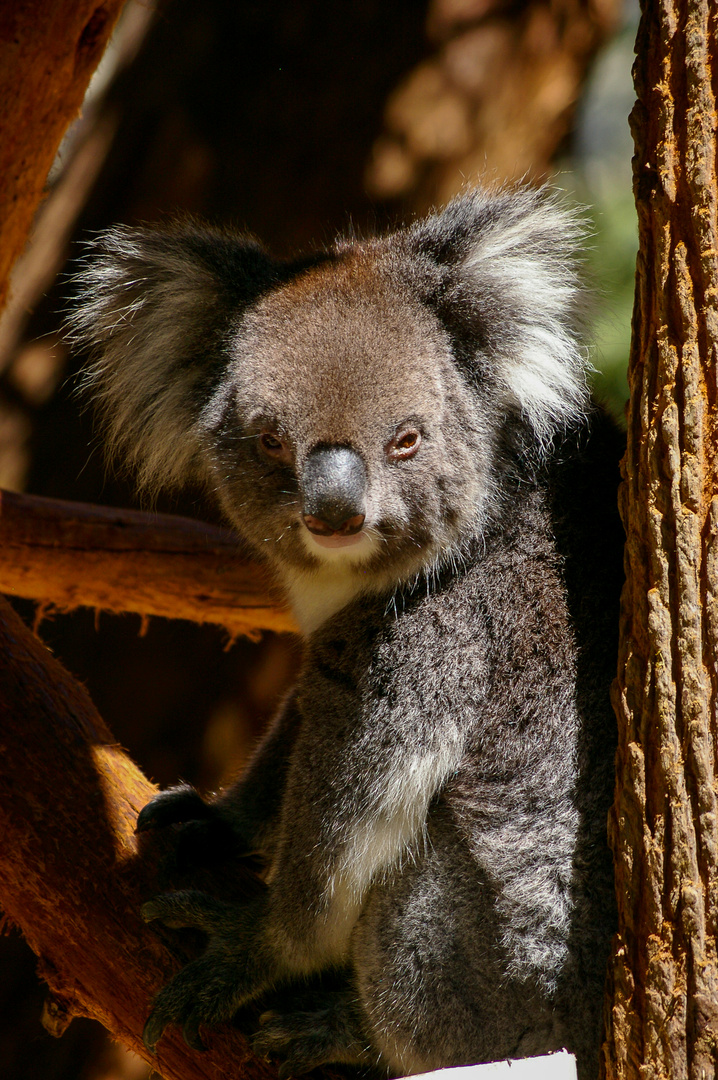 sitting Koala Clealand 2