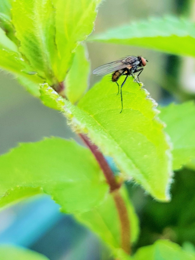 Sitting Mint Fly...