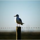 Sitting on a fence