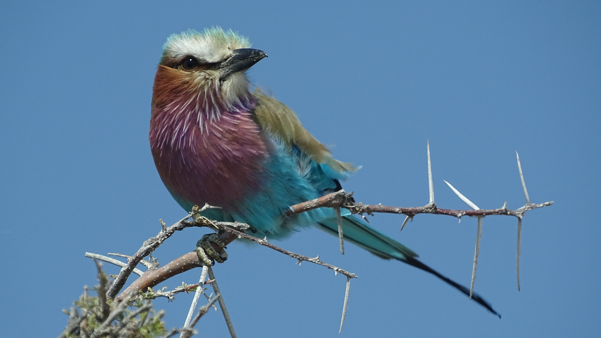 sitting on a twig