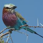 sitting on a twig