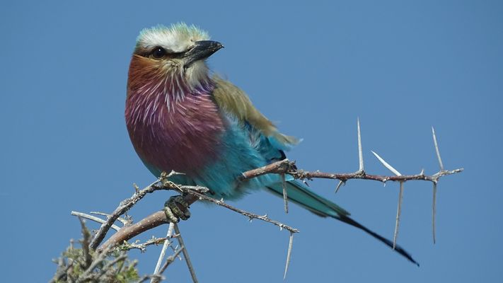 sitting-on-a-twig