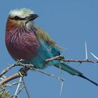 sitting-on-a-twig