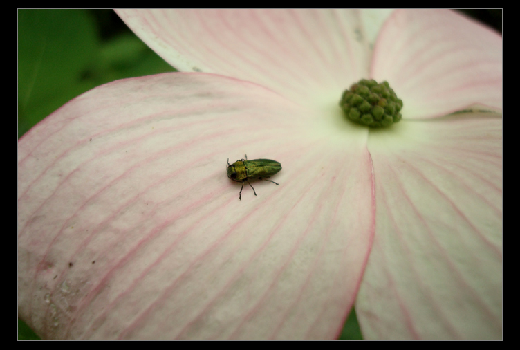 sitting on pink