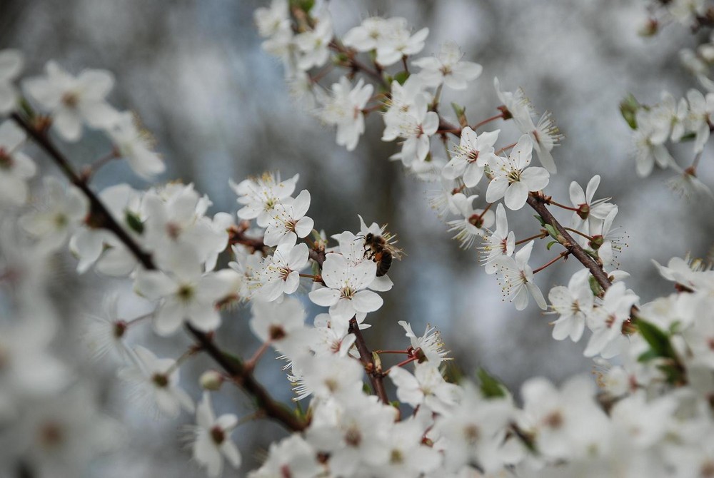 Sitting on the blossom foam