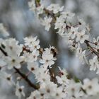 Sitting on the blossom foam