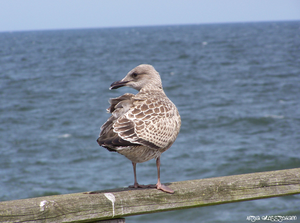 Sitting on the dock of the bay