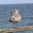 Sitting on the dock of the bay