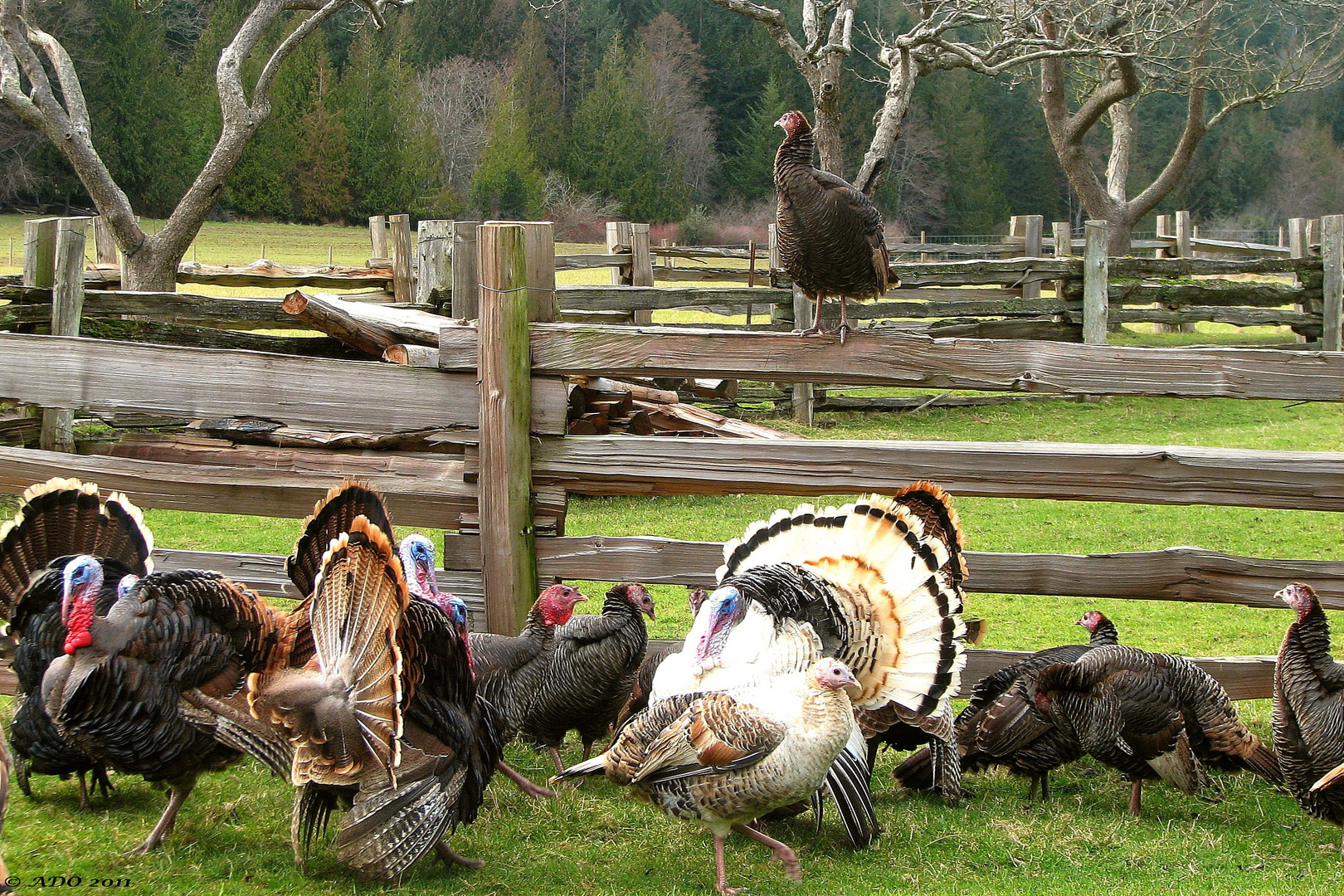 Sitting on the Fence