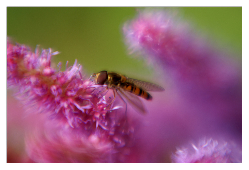 Sitting on the top of the bloom...