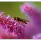 Sitting on the top of the bloom...