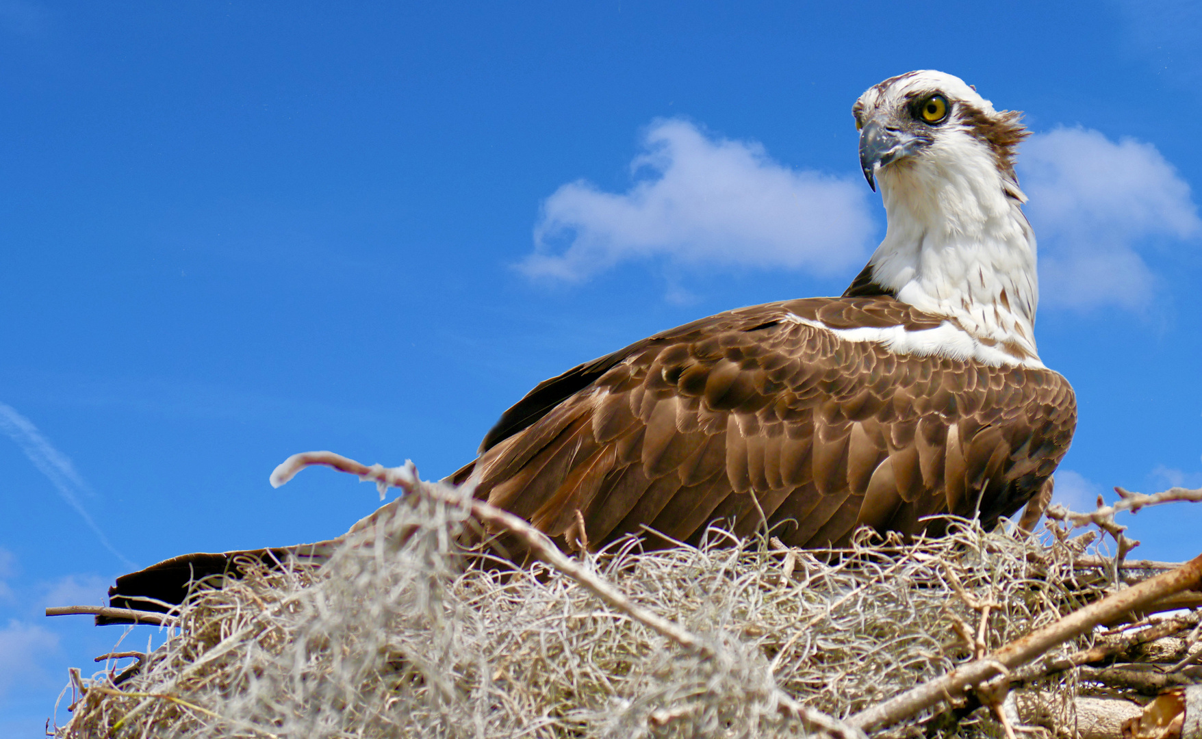 sitting Osprey.Warten auf das Frühstück