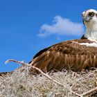 sitting Osprey.Warten auf das Frühstück