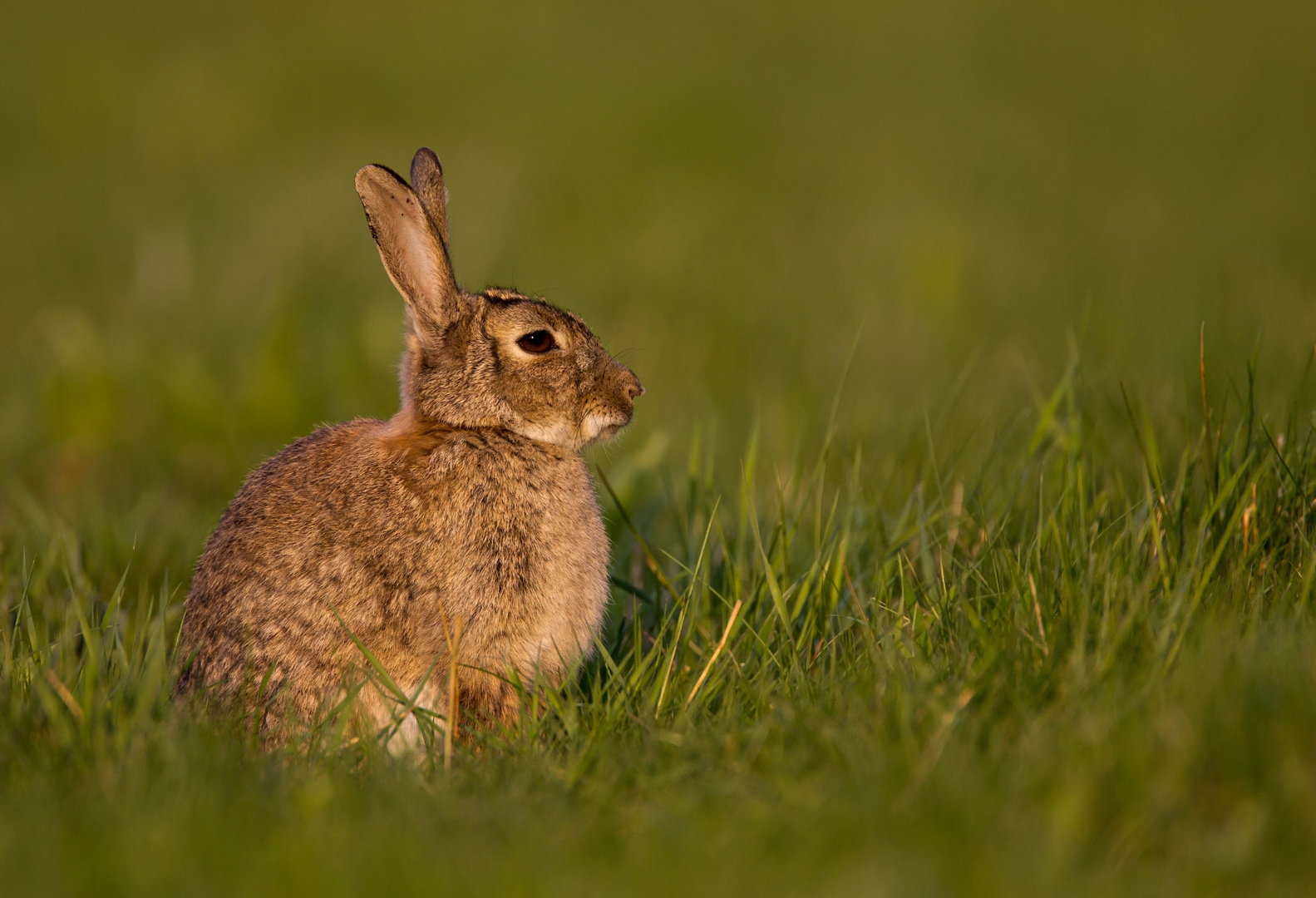 sitting rabbit