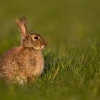 sitting rabbit