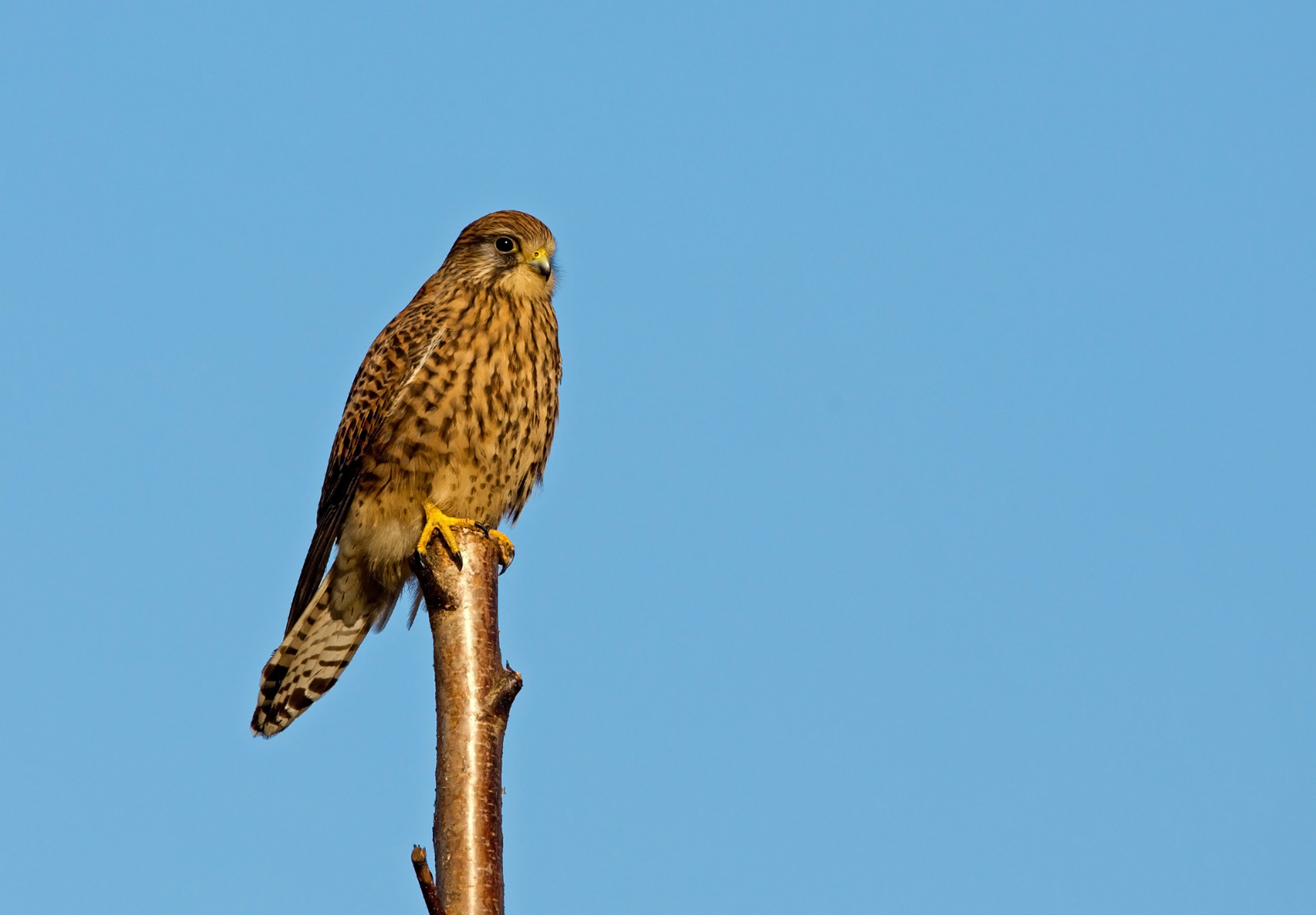 sittng kestrel