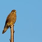 sittng kestrel