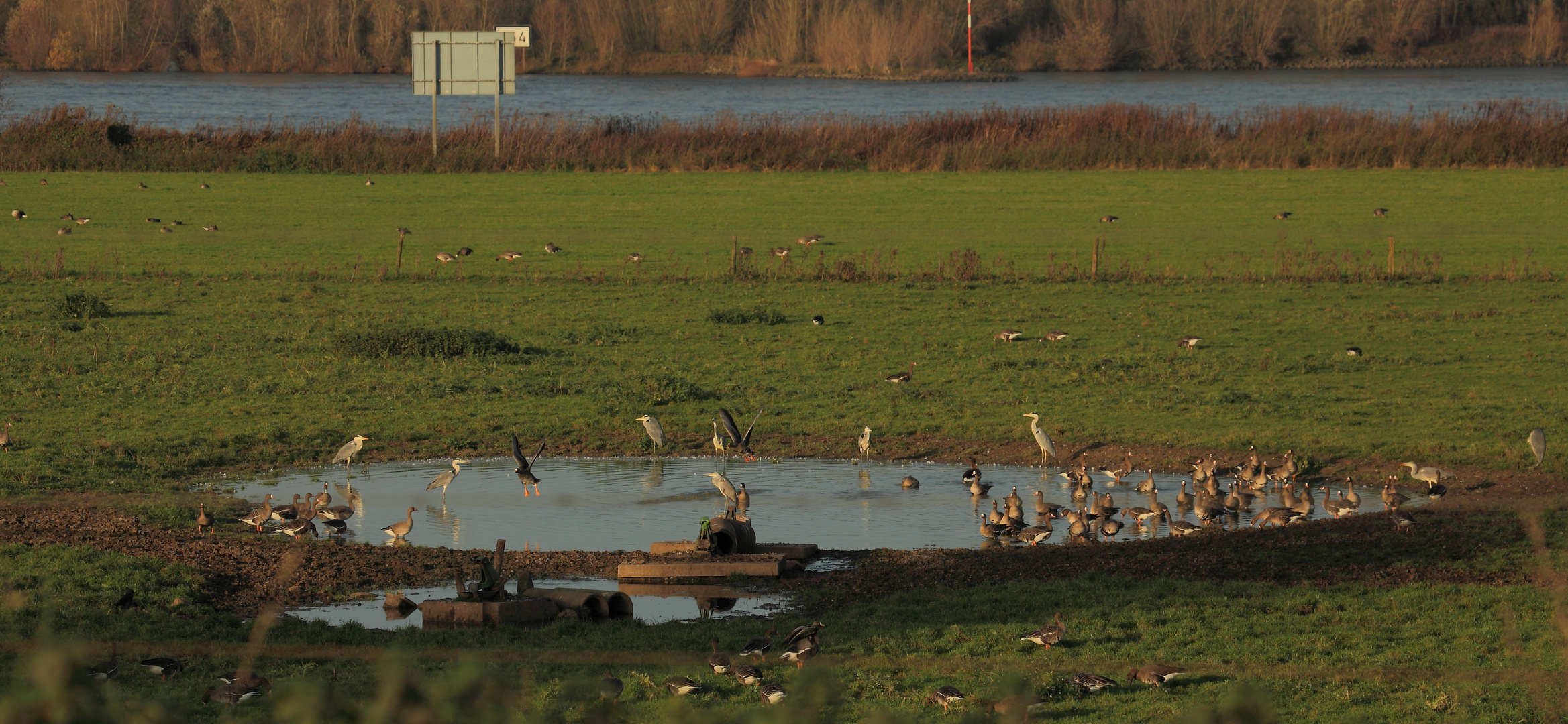 Situationskomik am Niederrhein