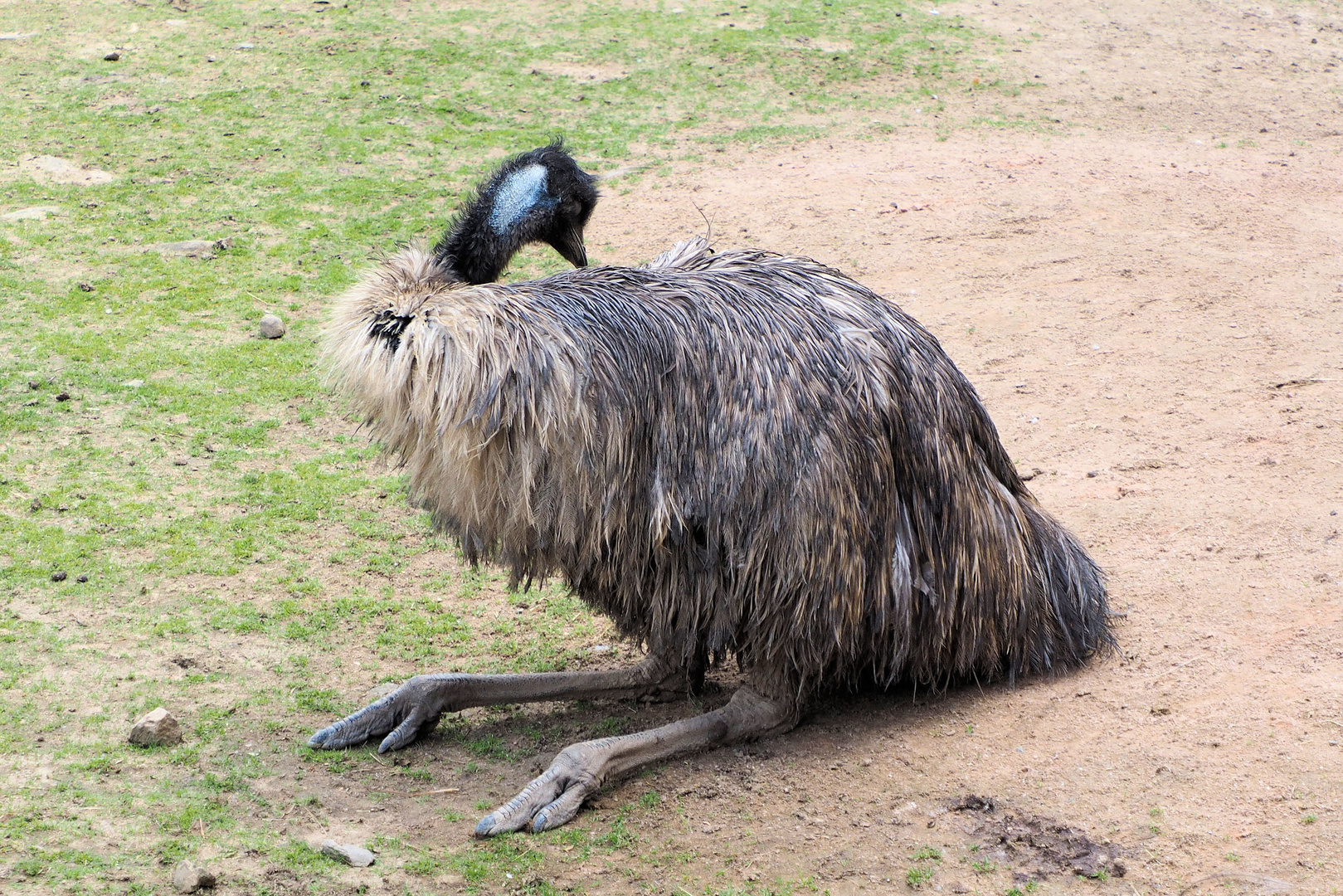 Sitz Emu 