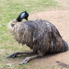 Sitz Emu 