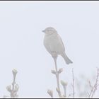 Sitz im Nebel und seh nix