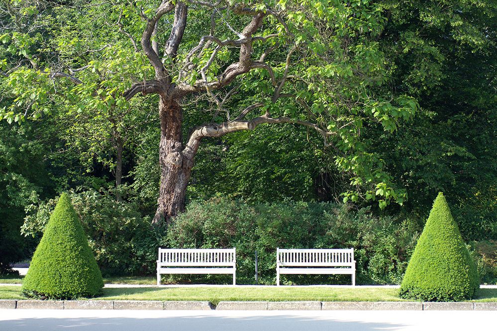 Sitzbänke im Großen Garten [Sommer]