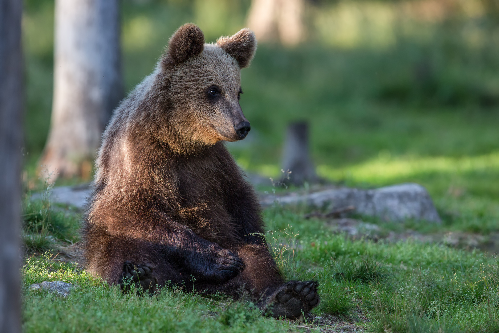 Sitzbär