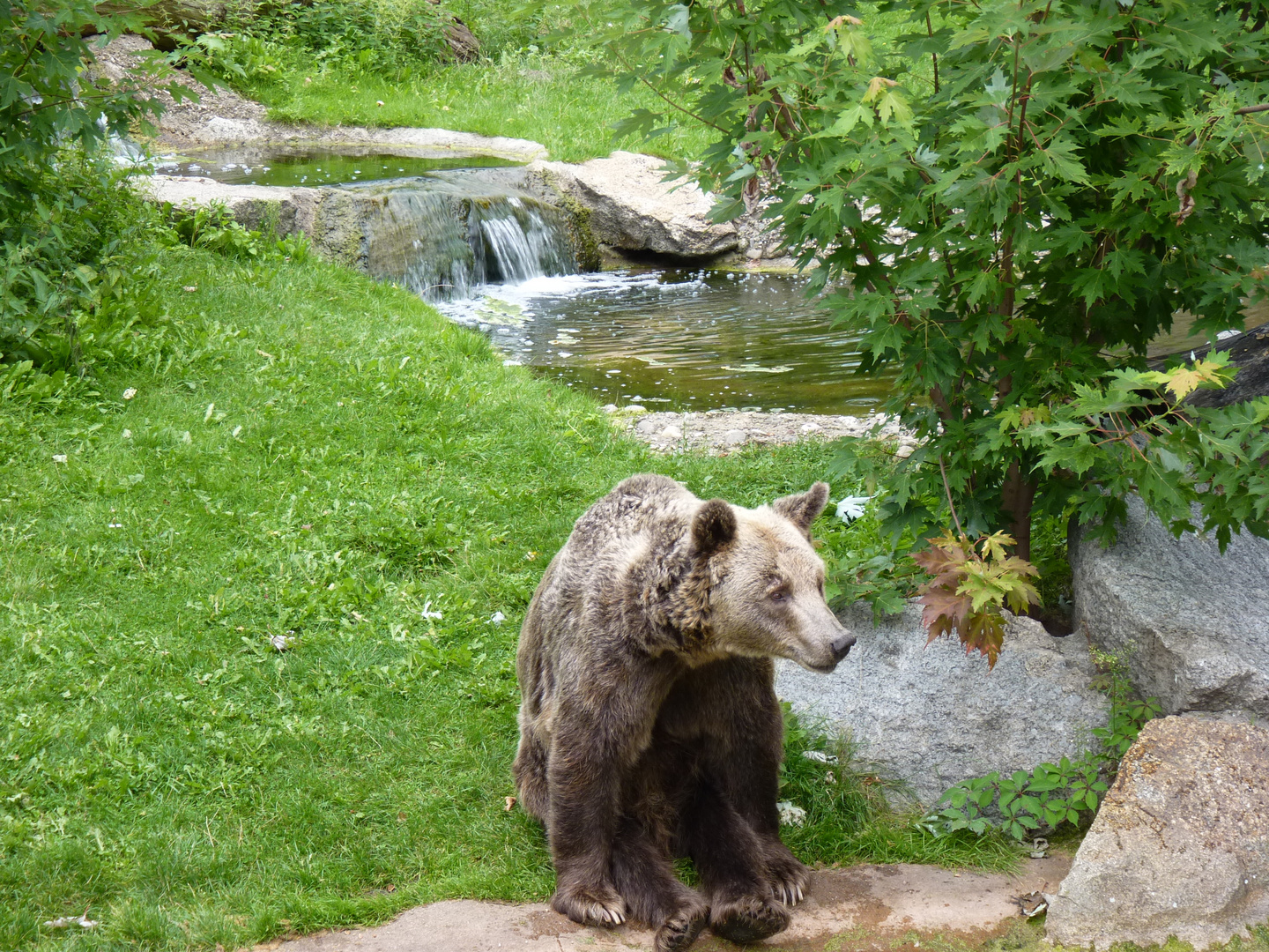 Sitzbär