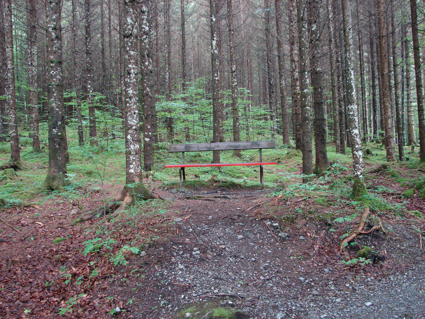 Sitzbank im Wald