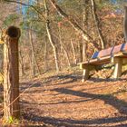 Sitzbank im Wald