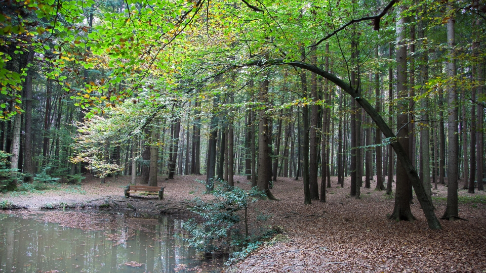 Sitzbank im Wald HDRi