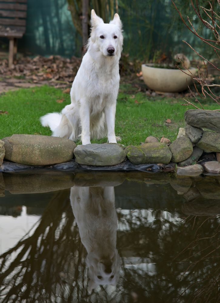 Sitzen am Teich Foto & Bild tiere, haustiere, hunde Bilder auf